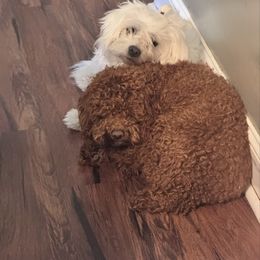 Lacey - Coton de Tulear