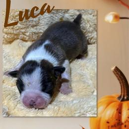 Luca - Red male Boston Terrier puppy in Brazos Point, Texas from TX Southern Belle Boston Terriers