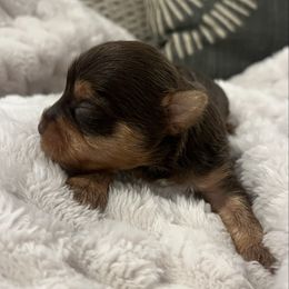 Cash - Chocolate, tan and white male Yorkshire Terrier puppy in Calhoun, Georgia from Peach State Yorkies