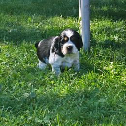 Rory - Black and white female English Springer Spaniel puppy in Saginaw, Michigan from Kemerer Springers