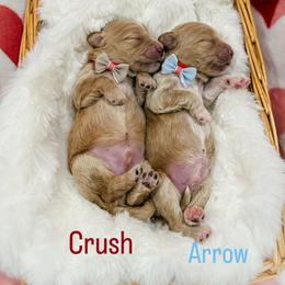 Arrow - Cream male Goldendoodle puppy in Farmington, Utah from Happy Day Doodles