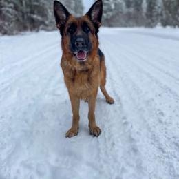 German Shepherd puppies from Semper Fi K9 Montana