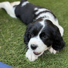 English Springer Spaniel Puppies from Butterfield Trail Farm
