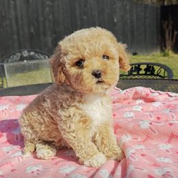 Precious - Cream female Cavapoo puppy in Dallas, Texas from Halo's Heroes Doodles