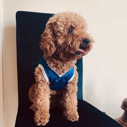 Buster - Poodle