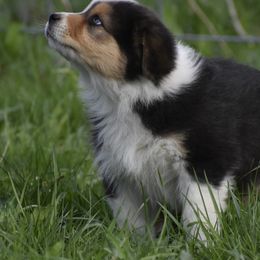 Cobalt - Dilute blue Australian Shepherd puppy in Croswell, Michigan from Platinum Edition Australian Shepherds