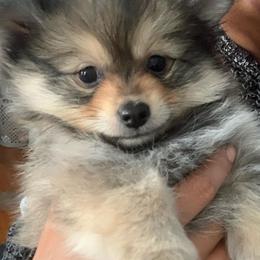 Sunny - Orange sable female Pomeranian puppy in Los Angeles, California from Lucky Poms of LA