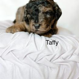 Taffy - Merle female Goldendoodle puppy in Pasco, Washington from Camp Doodle Woods