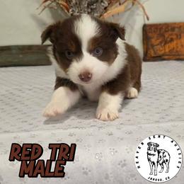 Newt - Red tri male Miniature Australian Shepherd puppy in Jaroso, Colorado from Heaven Sent Aussies