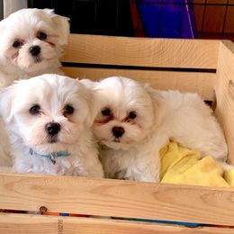 Maltese puppies from Maltese Nursery