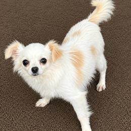 Momma - Chihuahua