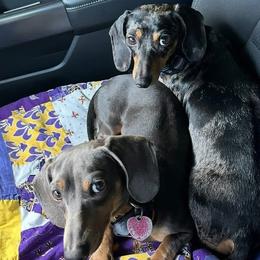 Dachshunds from Shazia Sultan