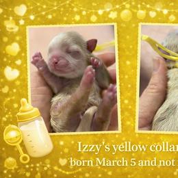 Yellow girl - Liver female Shih Tzu puppy in Berkeley Springs, West Virginia from Sandridge Shih Tzus