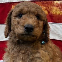 Alder - Apricot male Goldendoodle puppy in Sumner, Washington from Little Acre Doodles