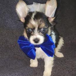 HAZE (parti yorkie) - Parti male Yorkshire Terrier puppy in Palmdale, California from J Designer Puppies