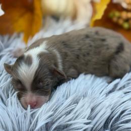 1 - Red merle male Toy Australian Shepherd puppy in Ambrose, Georgia from Brandilyn's Aussies