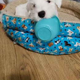 Sealyham Terrier Puppies from Fable Farms