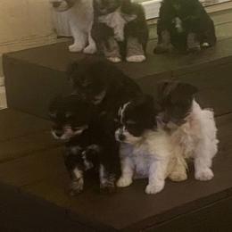 Miniature Schnauzer Puppies from Chambers Schnauzers