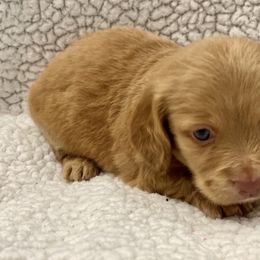 Dachshund Puppies from JK Kennel