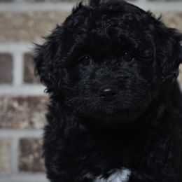 Goldendoodle and Aussiedoodle Puppies from Sister Doodles