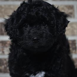 Goldendoodle and Aussiedoodle Puppies from Sister Doodles