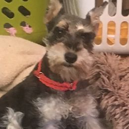 Miniature Schnauzers from Zurilgen Family of Miniature Schnauzers