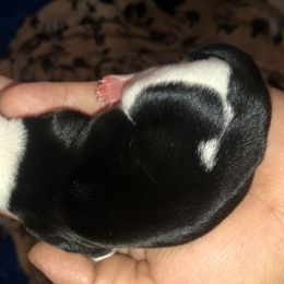 Beauty - Piebald Dachshund puppy in Saint Paul, Minnesota from Vibrant Eyes Doxies