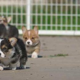 Pembroke Welsh Corgi Puppies from Golden Rose Corgis