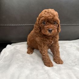 Boy 1 - Red male Cavapoo puppy in Knoxville, Tennessee from Shannan's Cavapoos