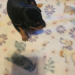 Boy 1 - Black and rust male Miniature Pinscher puppy in Becker, Minnesota from Marquart Minpins
