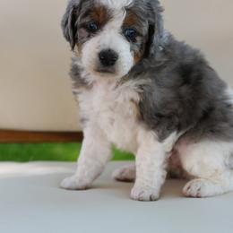 Bernedoodle Puppies from Little Diamond Doodles