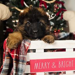 Timber - Sable male German Shepherd puppy in Tippecanoe, Indiana from Mächtiger Barkerheim