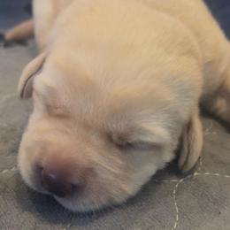 Second pick yellow female - Yellow female Labrador Retriever puppy in Louisiana from Fetchmoore’s Labrador Retrievers