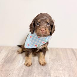 George - Chocolate male Australian Labradoodle puppy in Taylor, Michigan from Mi Best Doodle Ever, LLC