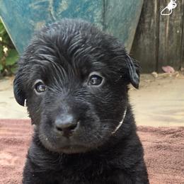 Girl 4 - Black female Labrador Retriever puppy in Napavine, Washington from StormyDaze Labradors & Beagles