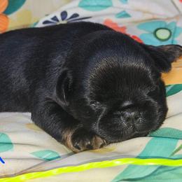 Boy 1 - Black and tan male Brussels Griffon puppy in Huntsville, Alabama from Tammy's Brussels