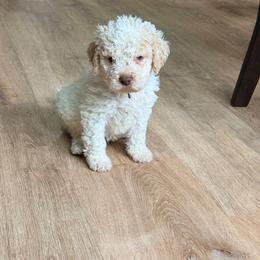 Peony (purple collar) - Orange male Lagotto Romagnolo puppy in Ashland, Ohio from SS Australian Shepherds