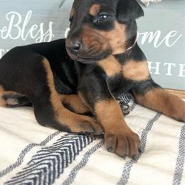 Baby Pink - Black and rust female Doberman Pinscher puppy in Fort Worth, Texas from Arkwatch Dobermans