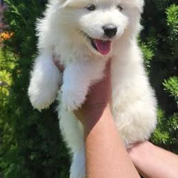 Samoyed Puppies from Rocky Mountain Samoyeds