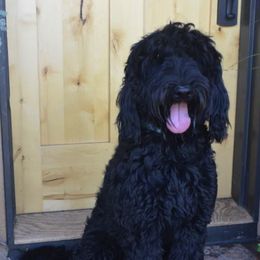 Australian Labradoodle All Grown Up from Rocky Mountain Labradoodles