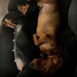 Dachshunds from Hayden’s Darling Doxies