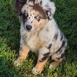 Australian Shepherd and Pomeranian Puppies from Sandy Aussie's