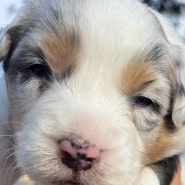 Girl 4 - female Australian Shepherd puppy in San Jose, California from Dirty Laundry Australian Shepherds