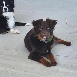 Rooster - Miniature Australian Shepherd