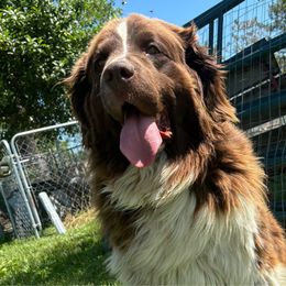 Gilly - Newfoundland