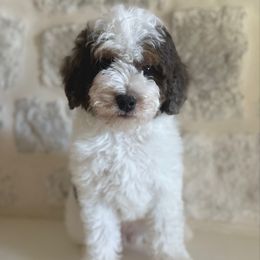 Gigi - Tri-color female Bernedoodle puppy in Modesto, California from Central Valley Canine Companions