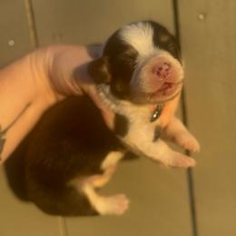 Baron - Black and tan male Pembroke Welsh Corgi puppy in East Oakdale, California from Rhettro Kennels