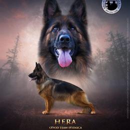 SG Hera - German Shepherd