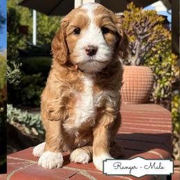Ranger - Apricot male Australian Labradoodle puppy in Citrus Heights, California from Elite Blend Labradoodles