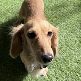 Ambrosia - Dachshund